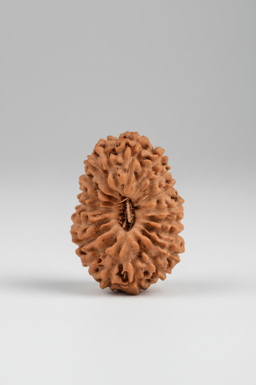 19 Mukhi Rudraksha Bead | Java, Indonesia | 14mm | Certified Authentic - ManiMonk