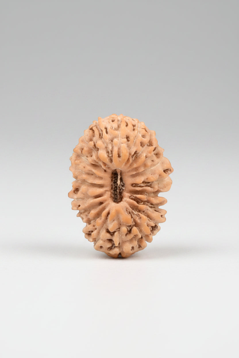 20 Mukhi Rudraksha Bead – Java, Indonesia | 12mm Small | ManiMonk - ManiMonk