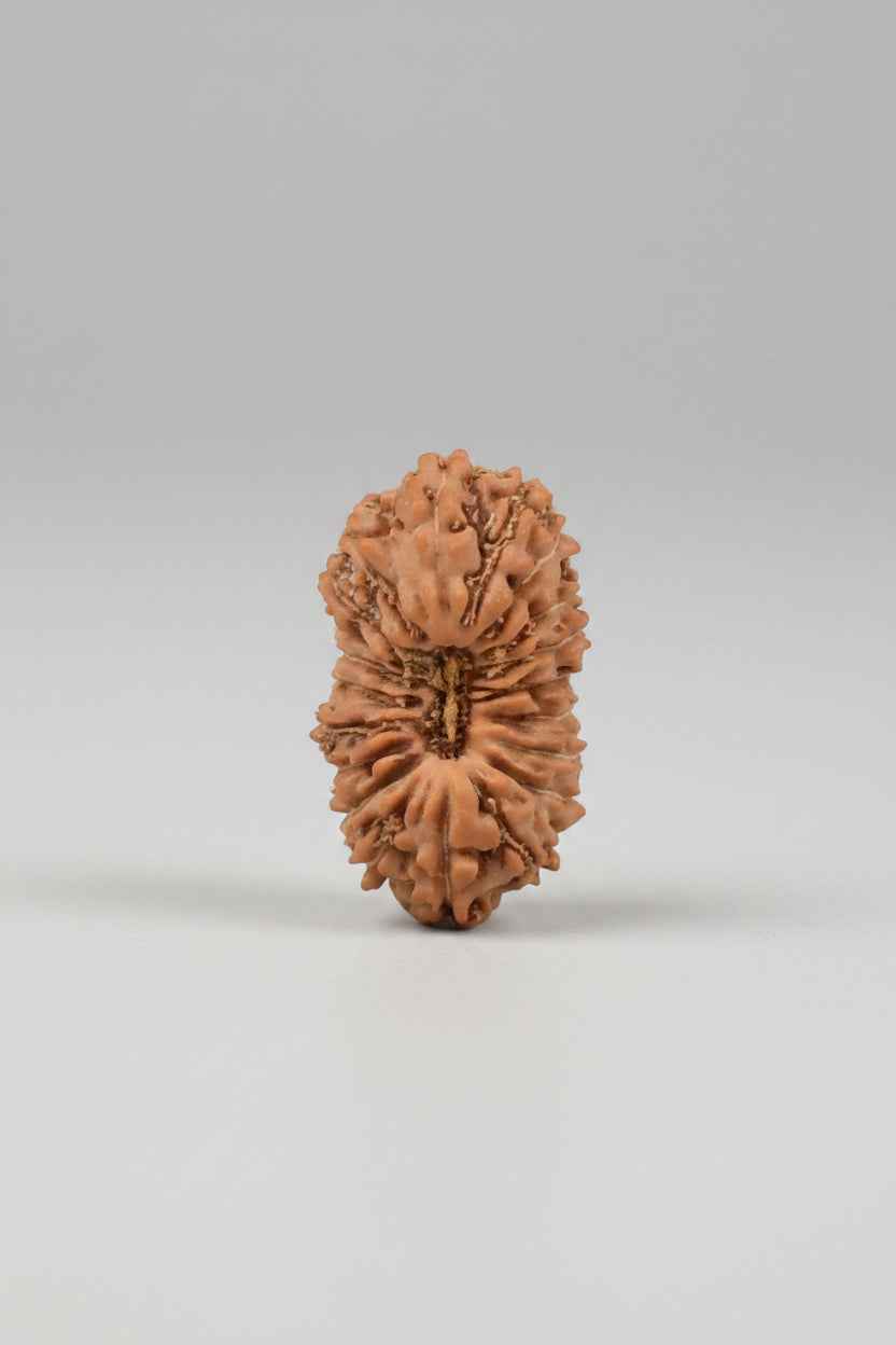 20 Mukhi Rudraksha Bead | Java Indonesian | 15mm Small | ManiMonk - ManiMonk