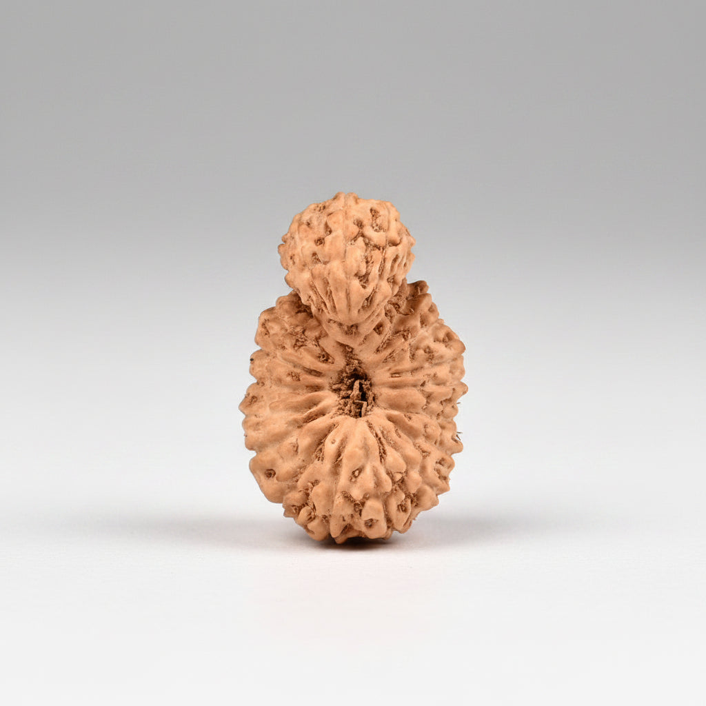 Premium Java Indonesian 20 Mukhi Rudraksha Bead – 21 mm | Large - ManiMonk