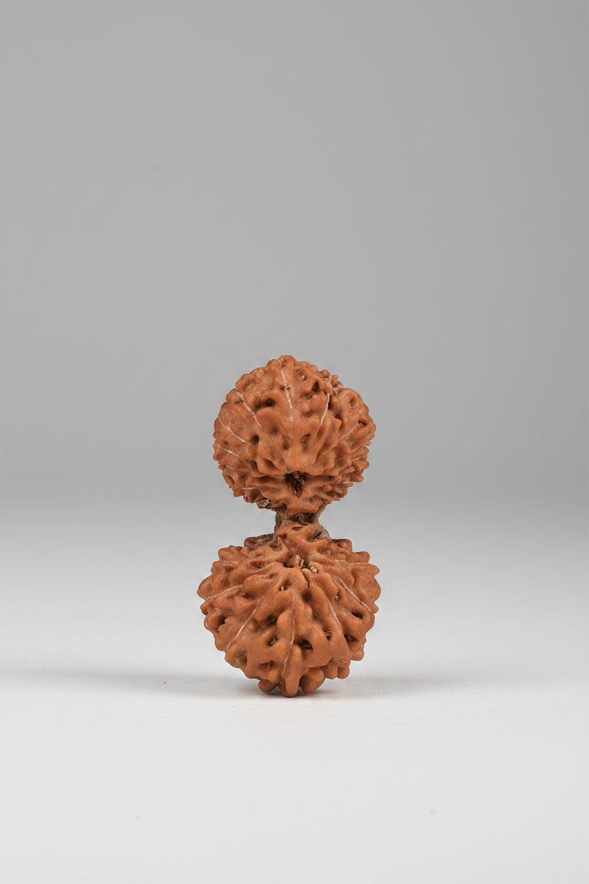 20 Mukhi Rudraksha Bead - 22 mm | Premium Java Indonesian | Collector Grade - ManiMonk