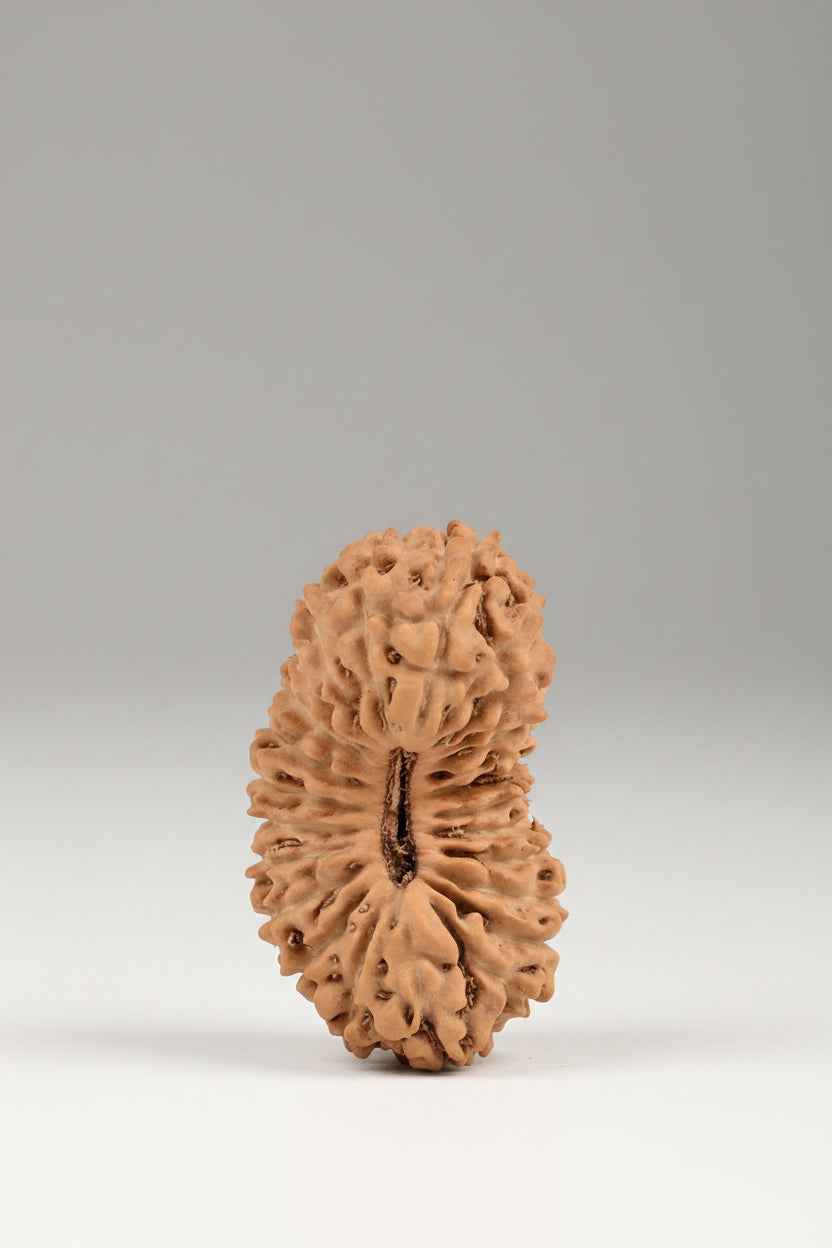 Premium Java Indonesian 25 Mukhi Rudraksha Bead – 20 mm - ManiMonk