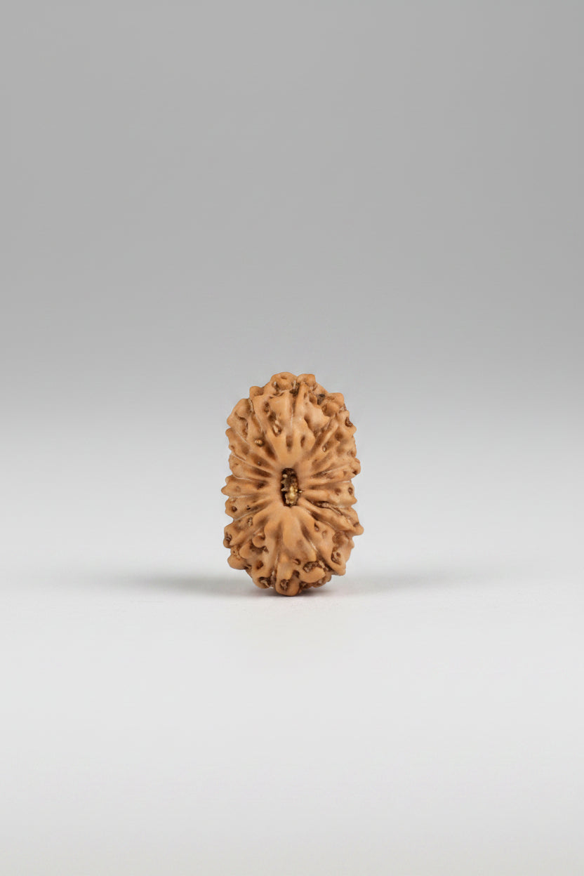 16 Mukhi Rudraksha Bead 12mm – Java Indonesian Premium Small | ManiMonk - ManiMonk