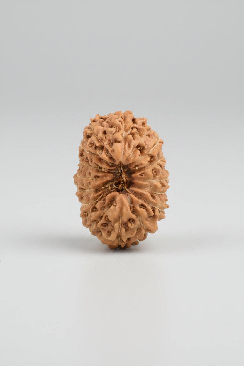 16 Mukhi Java Rudraksha Bead – 15 mm | Authentic Indonesian Origin - ManiMonk