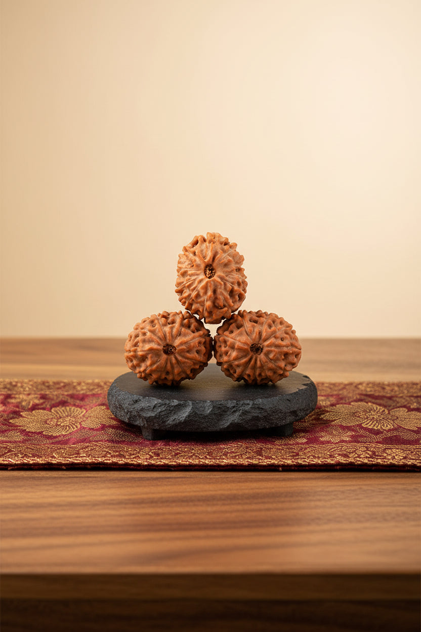 11 Mukhi Java Rudraksha Bead 17mm | Premium Indonesian | Regular - ManiMonk