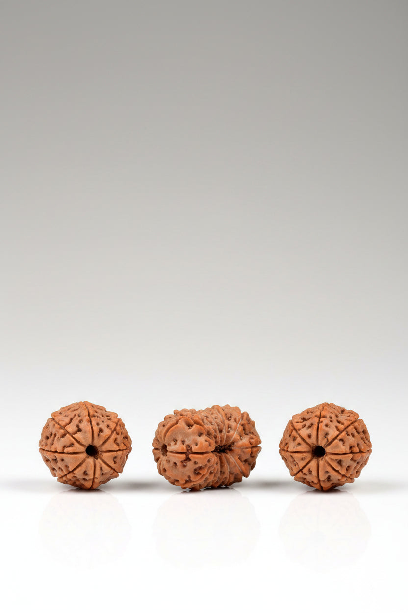 16 Mukhi Rudraksha Bead – 18mm Large | Java Indonesian | ManiMonk - ManiMonk