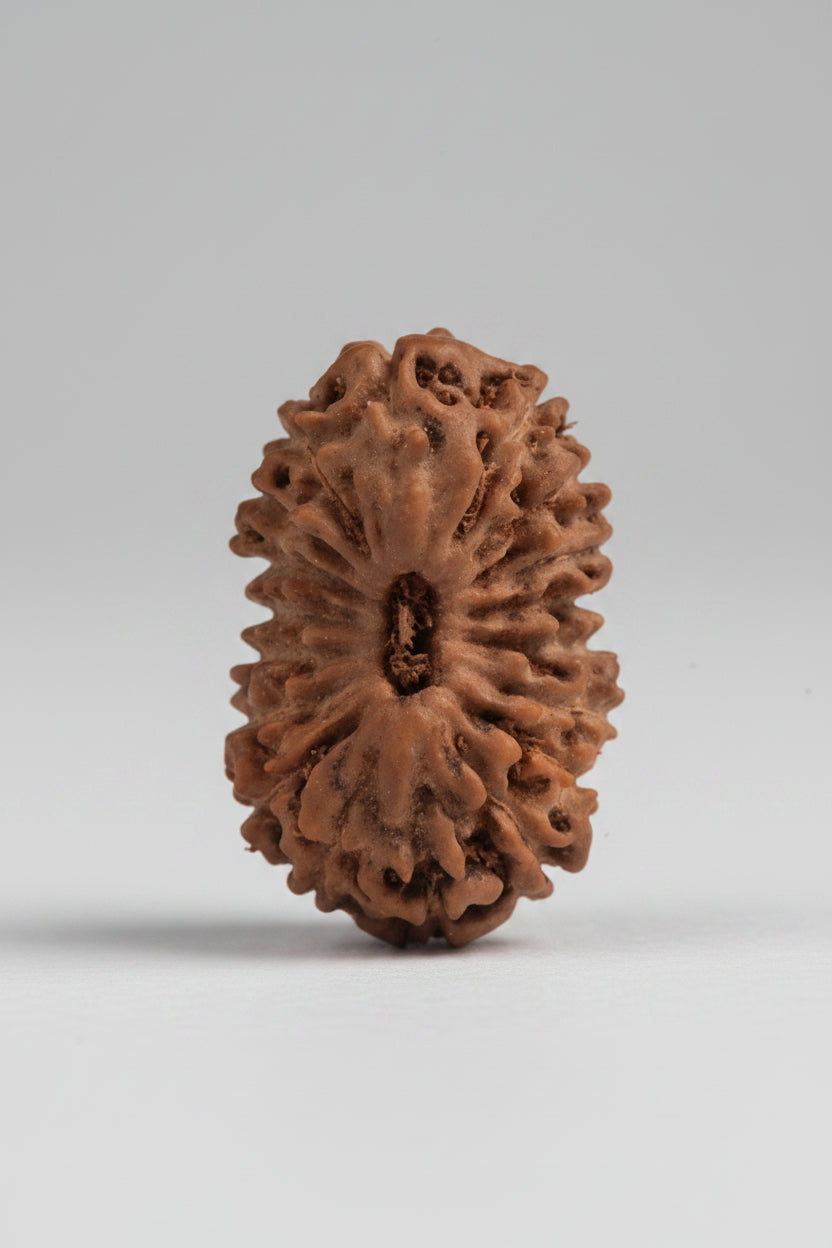 18 Mukhi Java Indonesian Rudraksha Bead – 18 mm Large | Rare & Authentic - ManiMonk