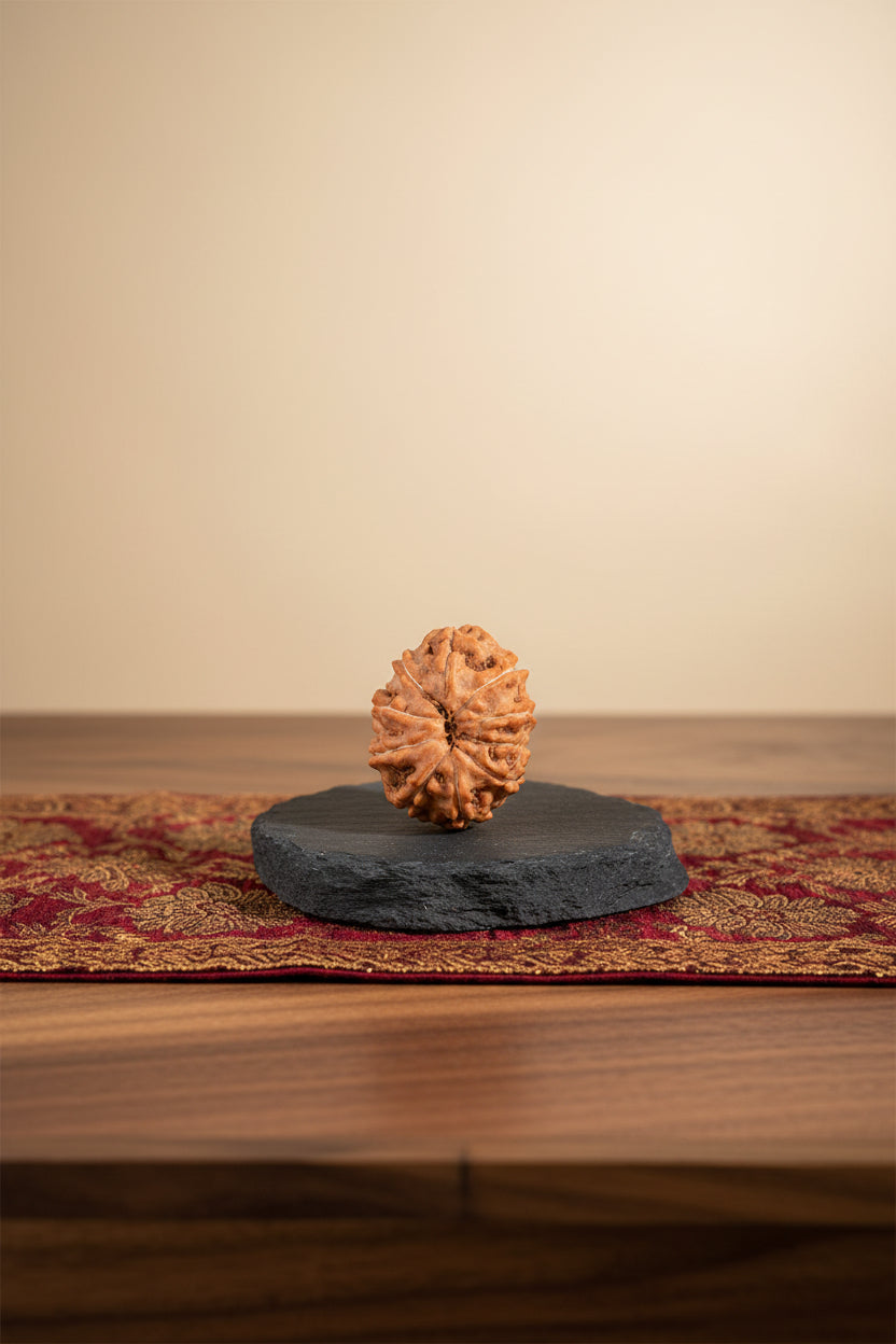 Premium Java Indonesian 10 Mukhi Rudraksha Bead – 20mm | Collector Grade - ManiMonk