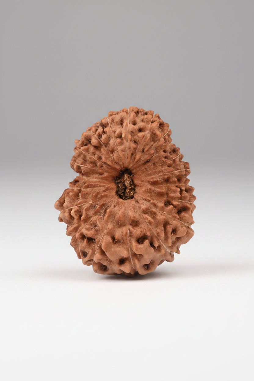20 Mukhi Rudraksha Bead – Java, Indonesia | 24mm | Collector Grade - ManiMonk