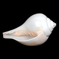 Vamavarti Left Hand Shankh (6 inches)