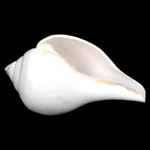 Vamavarti Left Hand Shankh-4.5 inches