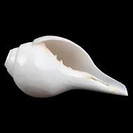 Vamavarti Left Hand Blowing Shankh (5 inches)