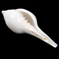 Vamavarti Left Hand Shankh (Long Tail) 6.5 inches