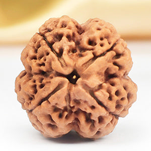 Four Mukhi from Nepal