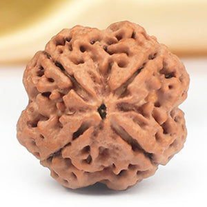 Four Mukhi from Nepal Large