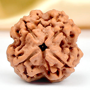Four Mukhi from Nepal Small