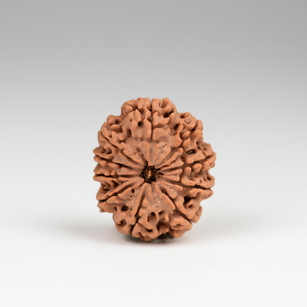 Ten Mukhi from Nepal