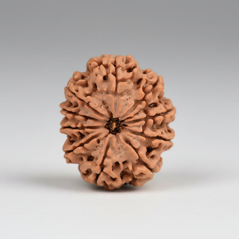 Ten Mukhi from Nepal