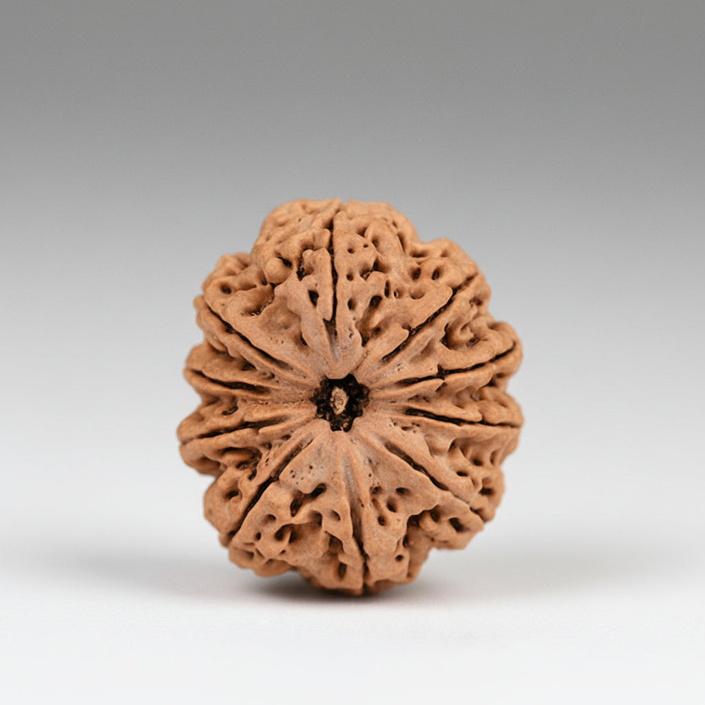 Ten Mukhi from Nepal Small