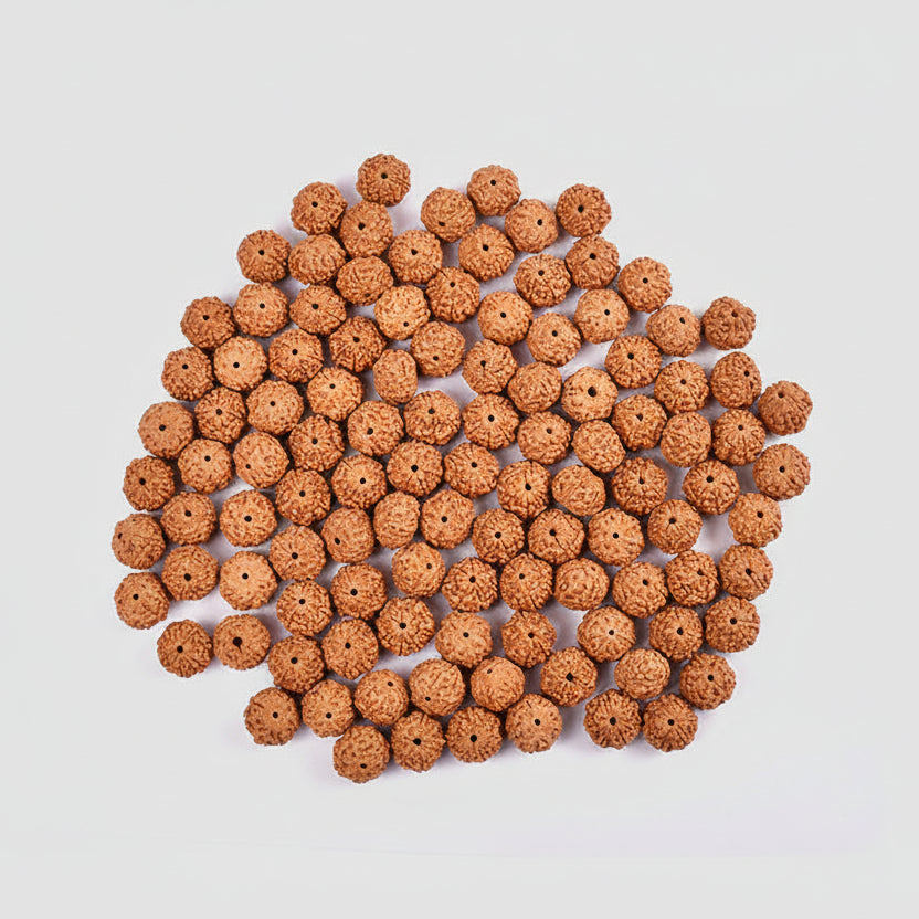 Seven Mukhi from Java Indonesia Large