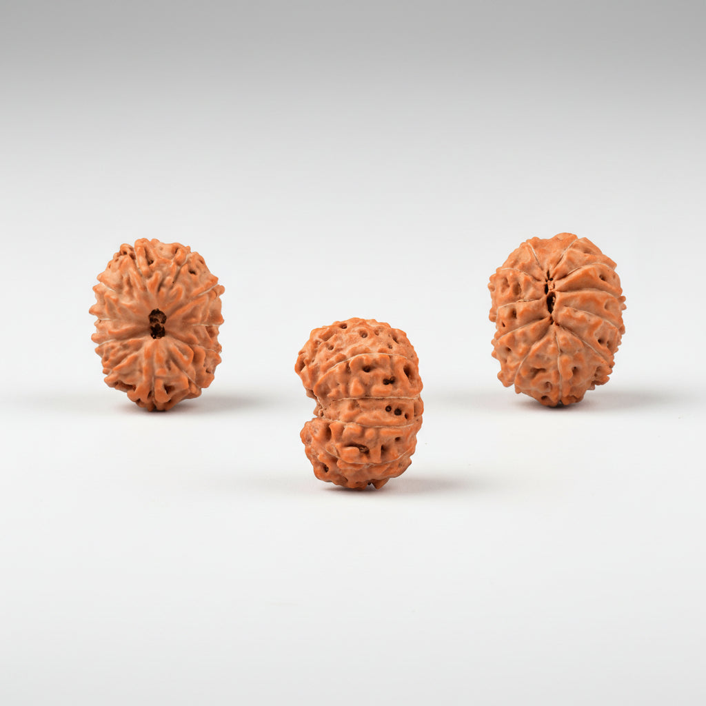 Eleven Mukhi from Java Indonesia Large