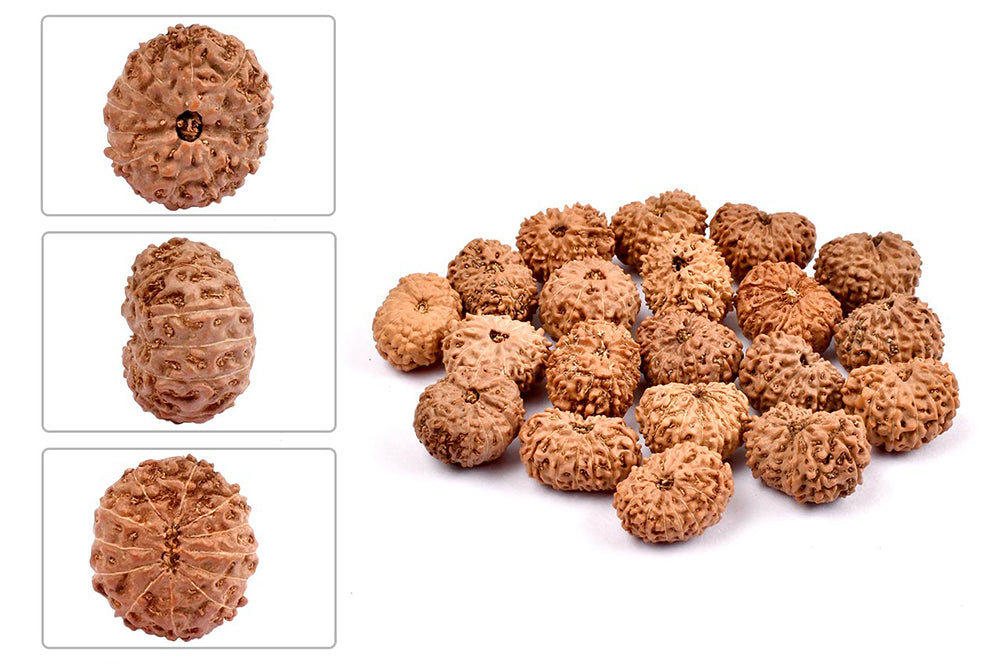 Twelve Mukhi from Java Indonesia