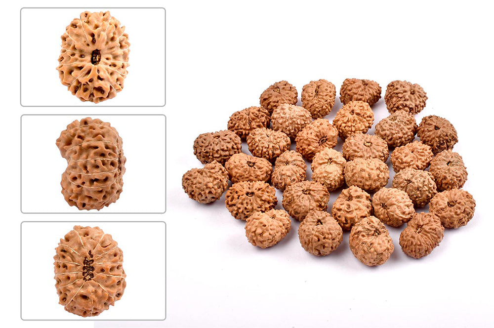 Twelve Mukhi from Java Indonesia Small