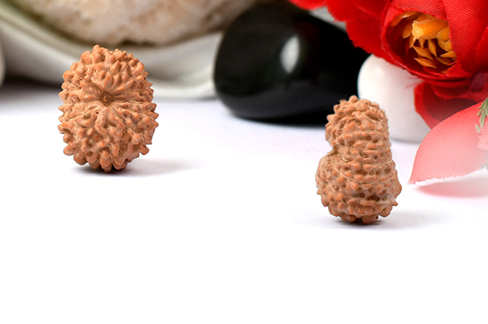 Thirteen Mukhi from Java Indonesia