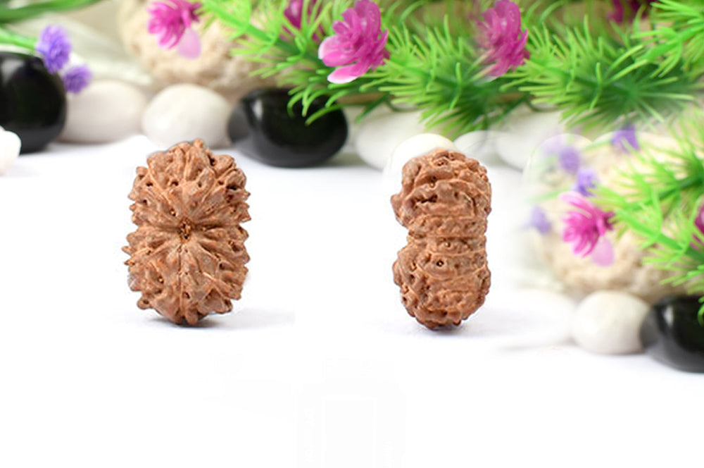 Thirteen Mukhi from Java Indonesia Small