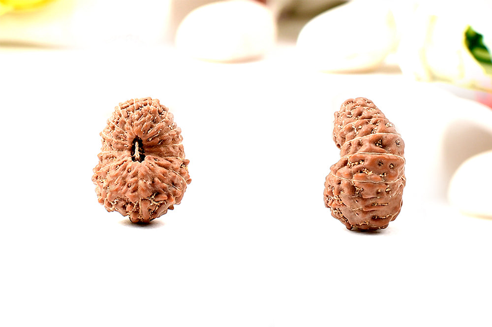 Fifteen Mukhi from Java Indonesia