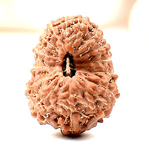 Fifteen Mukhi from Java Indonesia