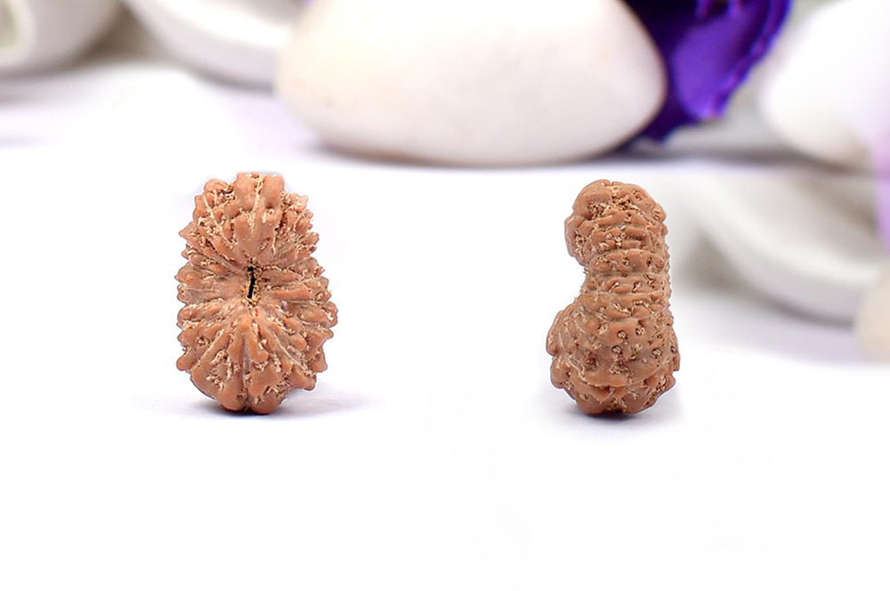 Seventeen Mukhi from Java Indonesia Small