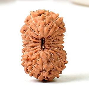 Nineteen Mukhi from Java Indonesia Small