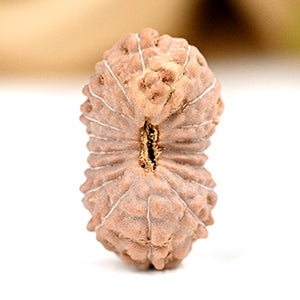Super Collector 18 Mukhi from Java Indonesia
