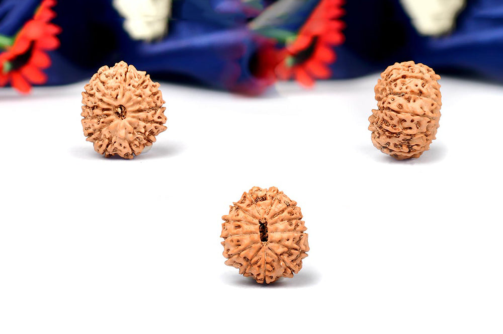 Thirteen Mukhi from Java Indonesia Large