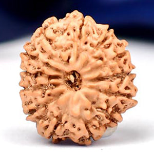 Thirteen Mukhi from Java Indonesia Large