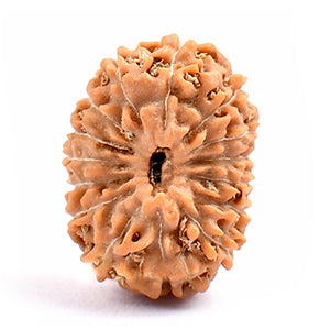 Fifteen Mukhi from Java Indonesia Large