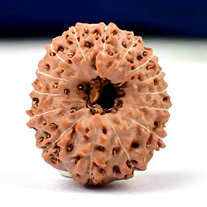 Collector 15 Mukhi from Java Indonesia