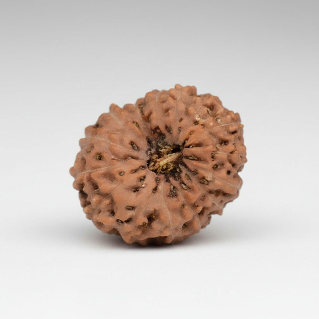 Fifteen Mukhi from Java Indonesia Large LXXII