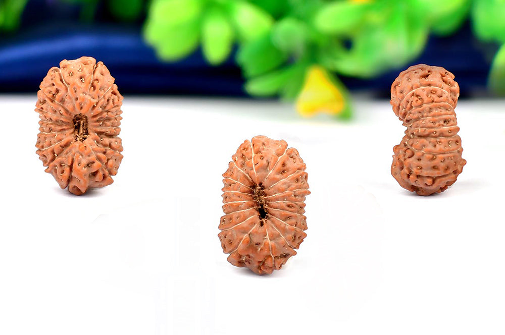 Sixteen Mukhi from Java Indonesia Large