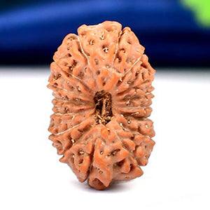 Sixteen Mukhi from Java Indonesia Large