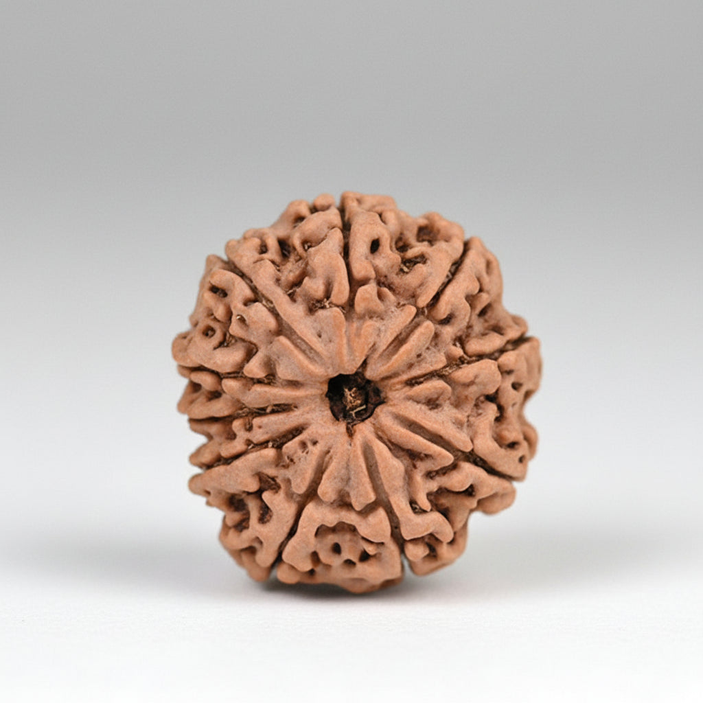 Ten Mukhi from Nepal Large