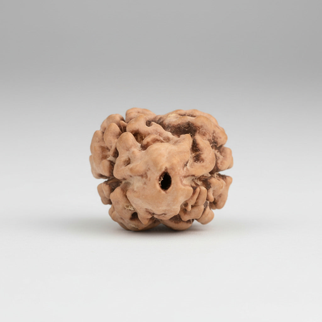 Rare 2 Mukhi Nepali Large