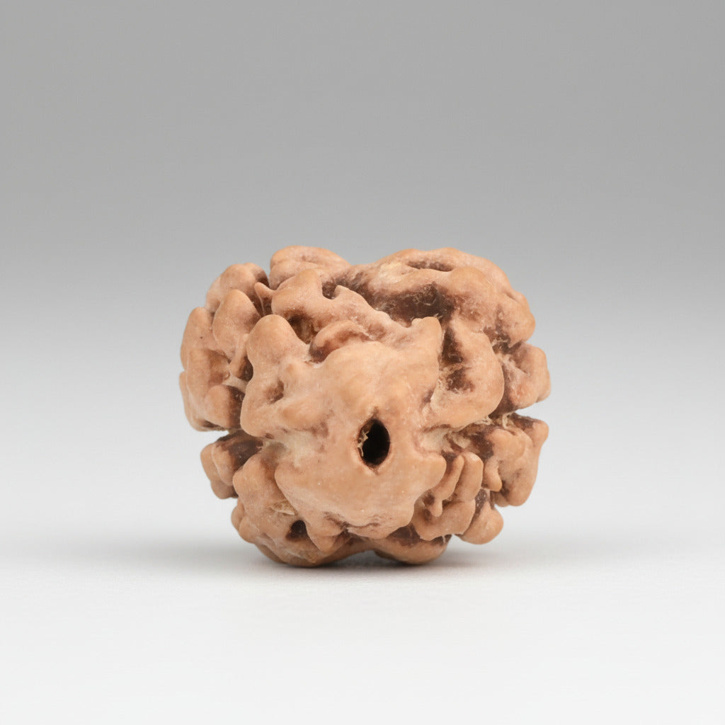 Rare 2 Mukhi Nepali Large