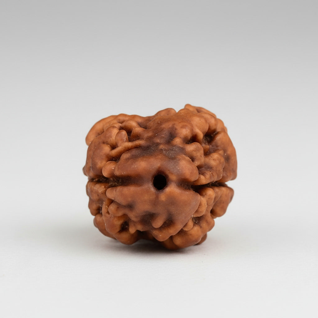 Rare 2 Mukhi from Nepal