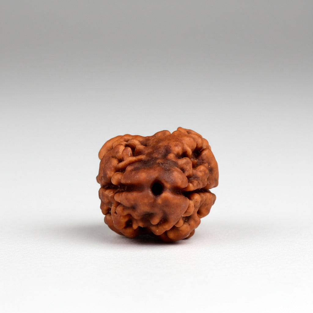 Rare 2 Mukhi from Nepal