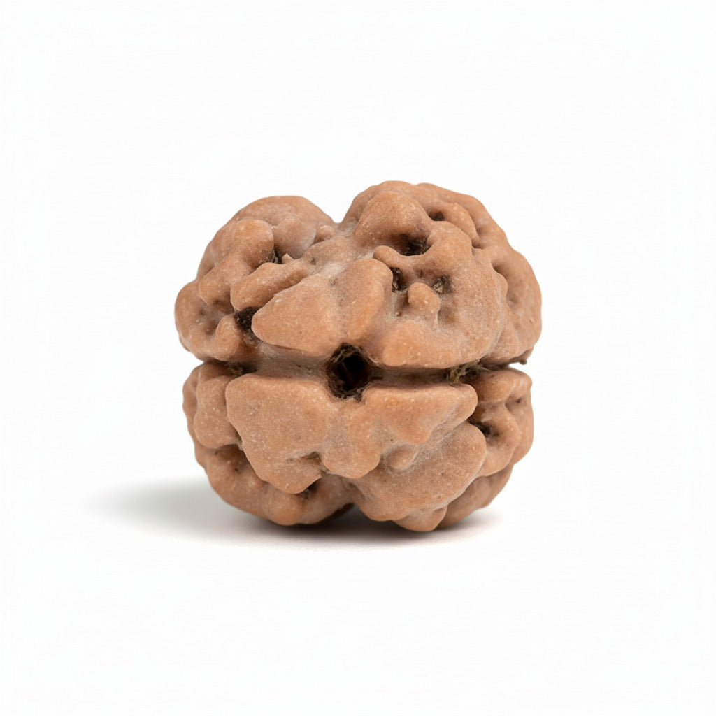 Rare 2 Mukhi from Nepal Small