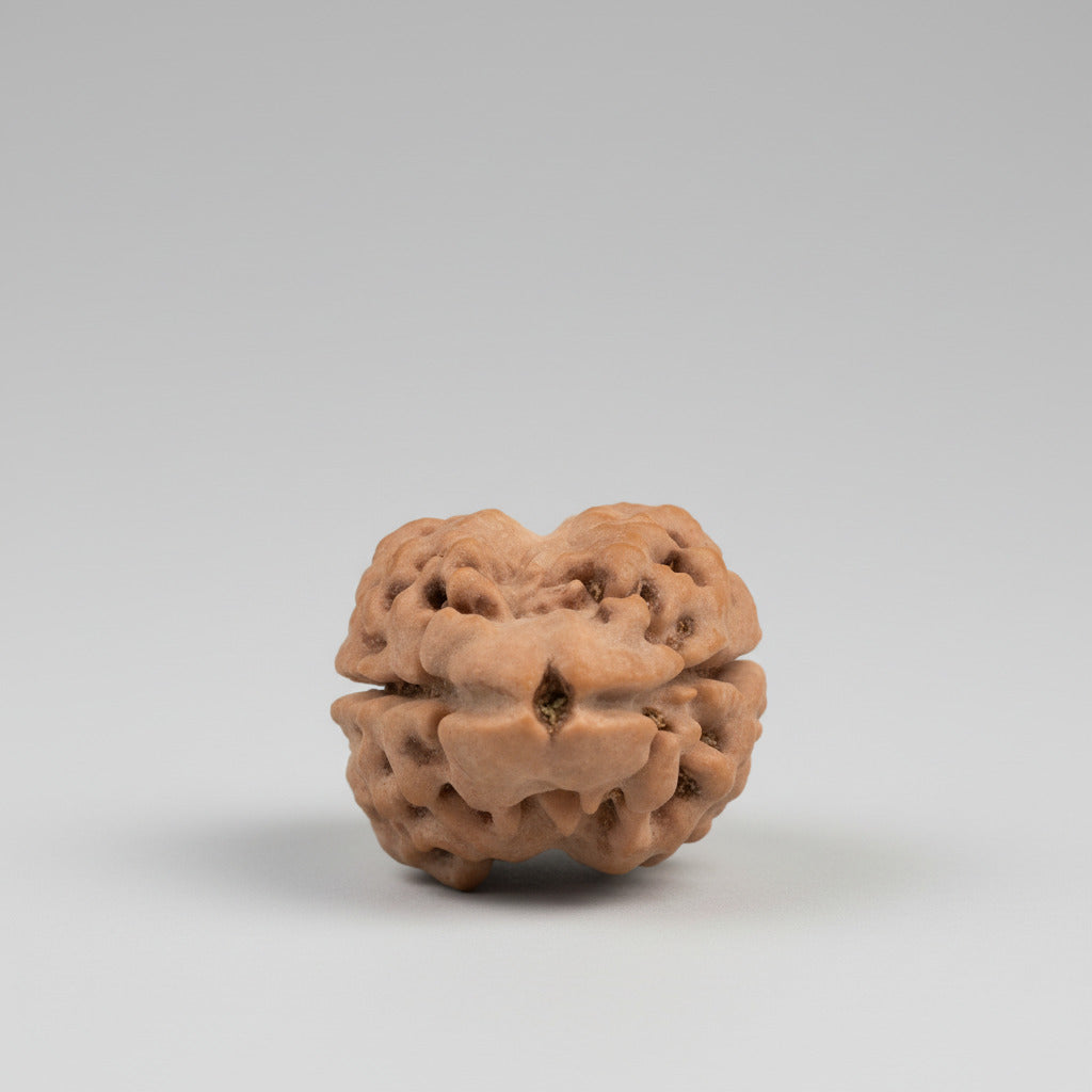 Rare Two Mukhi from Nepal Large