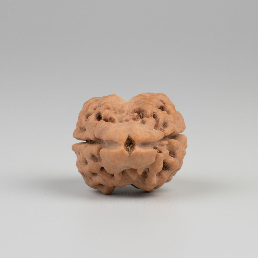 Rare Two Mukhi from Nepal Large