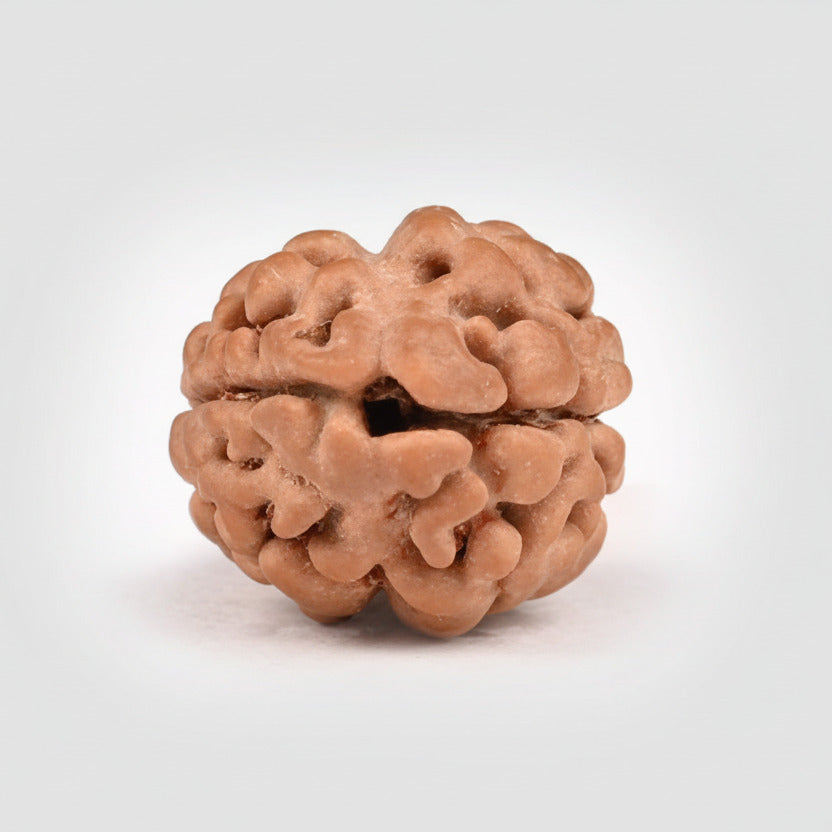 Rare Two Mukhi from Nepal Small